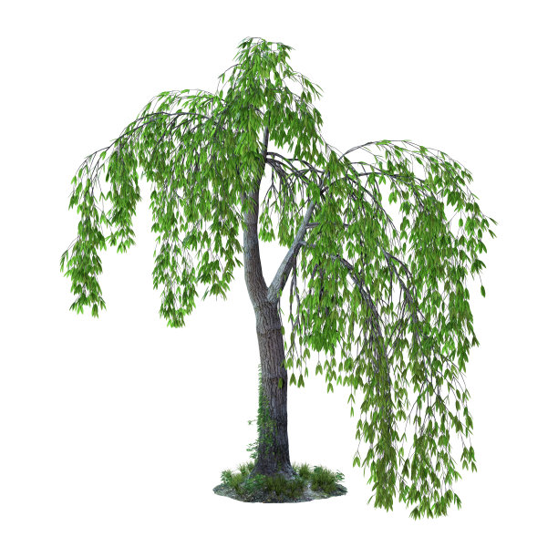 willow