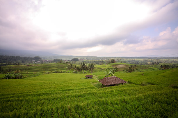 农作物绿植稻子