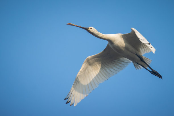 spoonbill