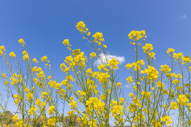 芒种清爽