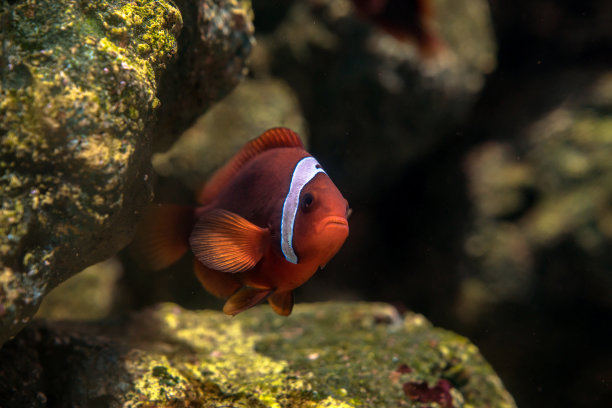 海底生物