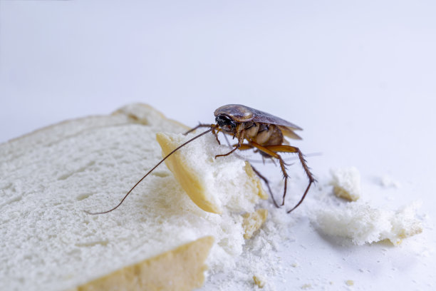 scavenger