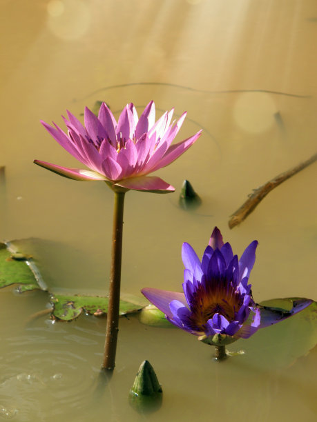 水生紫色花