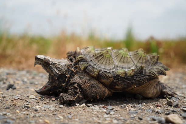 snapper