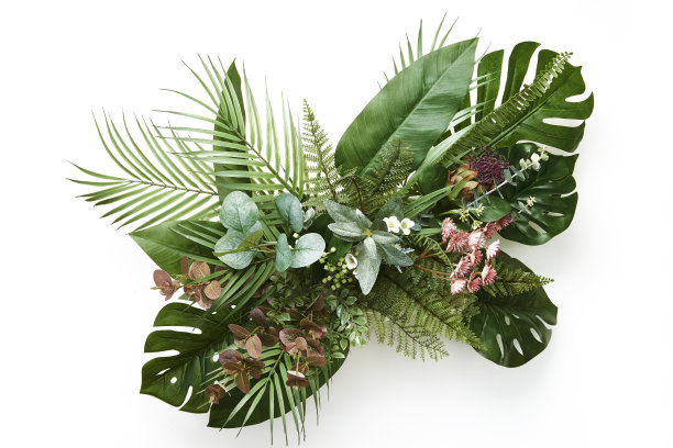 热带森林中的花朵，泰国