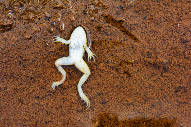 frog