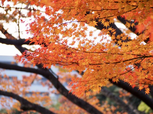 秋天银杏树叶天空