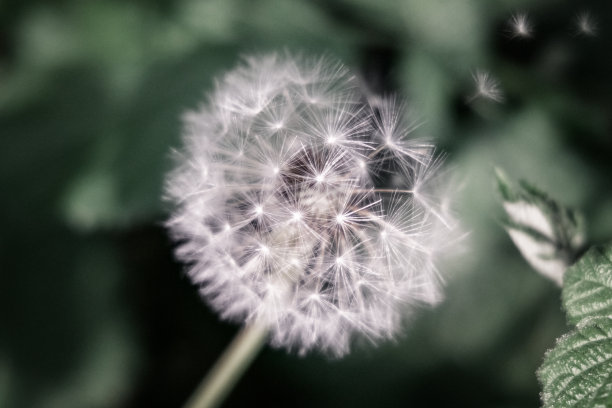 wish