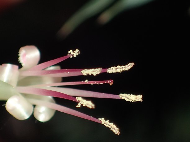 stamens