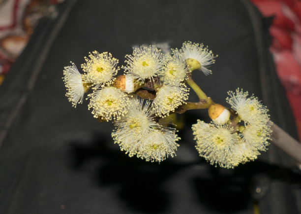 stamens