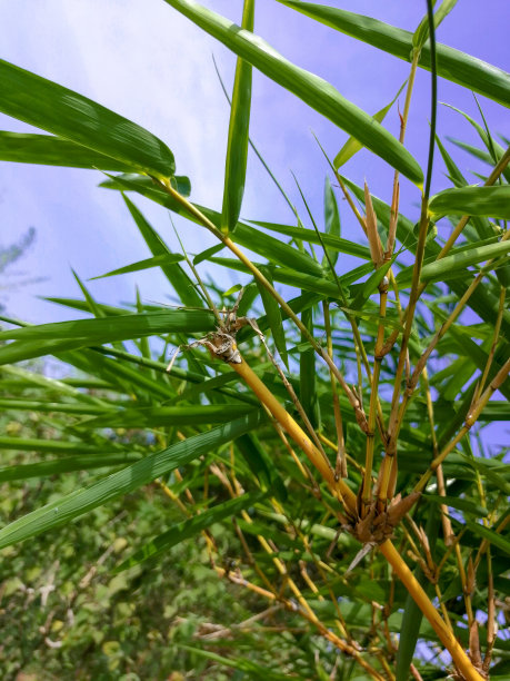 蓝天竹树