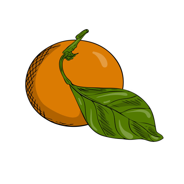橘子插画