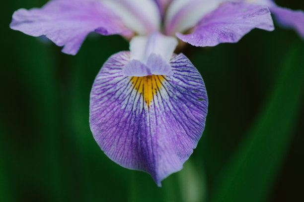 鸢尾花,紫色花