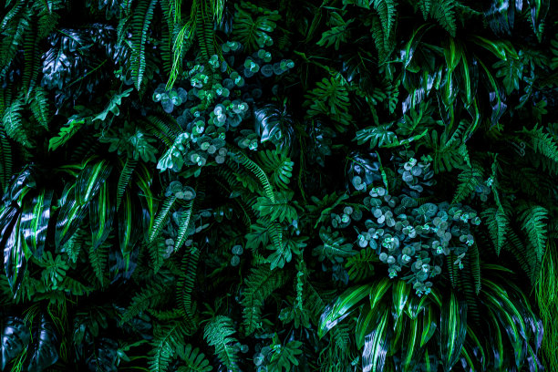 热带森林中的花朵，泰国