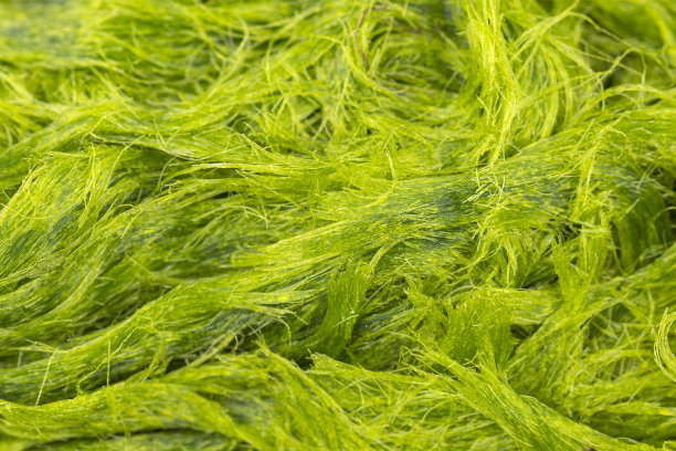 绿丝藻