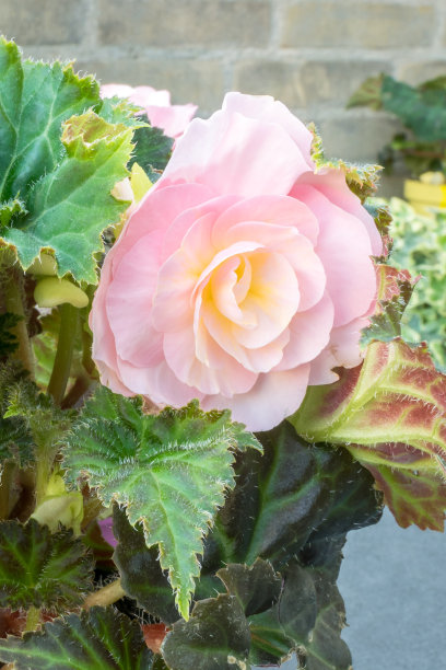 海棠特写花