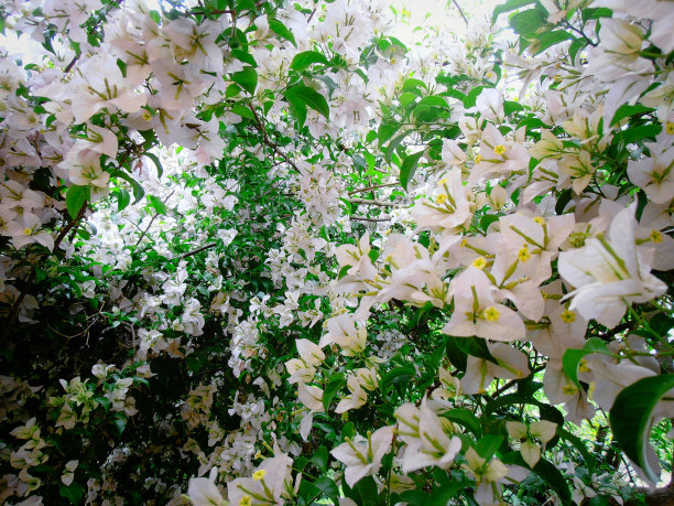 叶子花 光叶子花 苞花 花朵