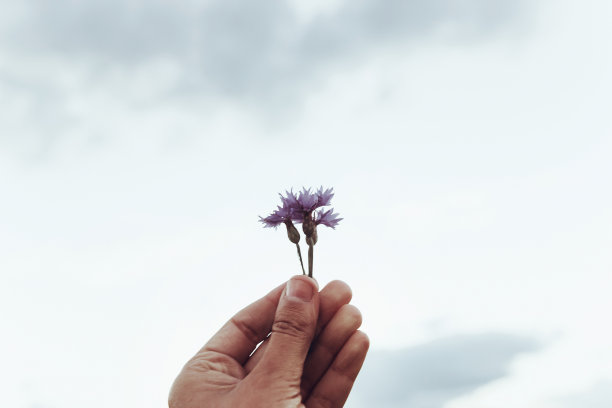 爱护花草