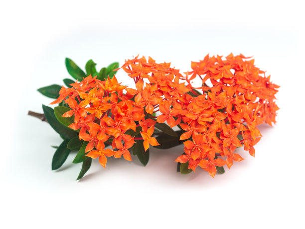 ixora