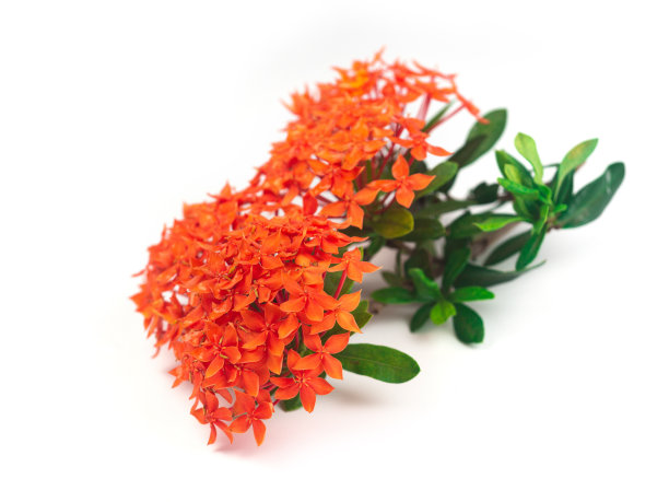 ixora