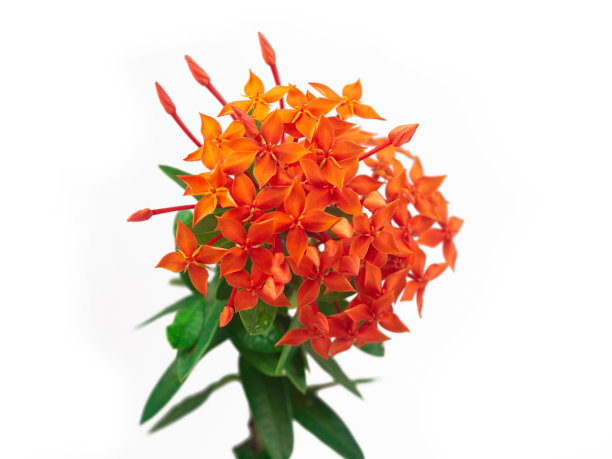 ixora