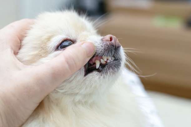 teeth