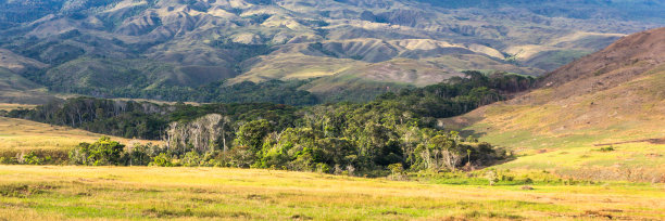 savanna