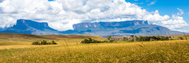 savanna