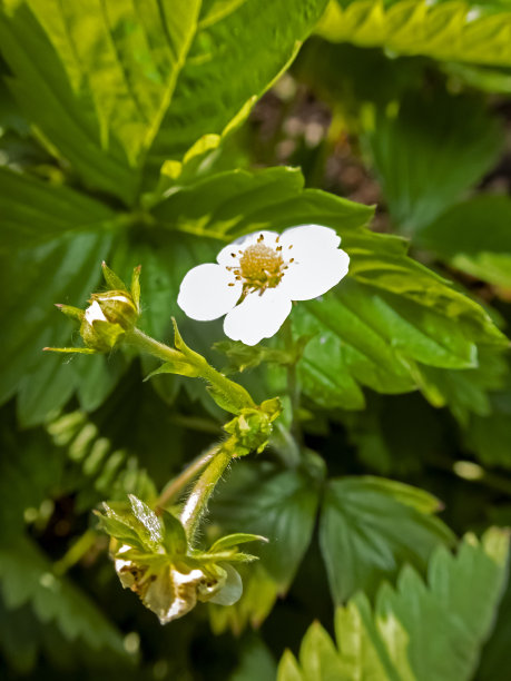 野草莓花