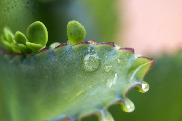 几何图形植物花卉