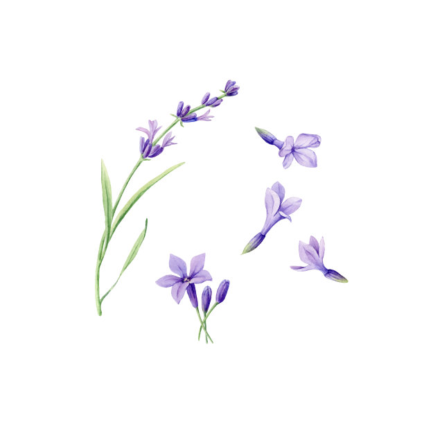水彩浪漫紫色花卉婚礼