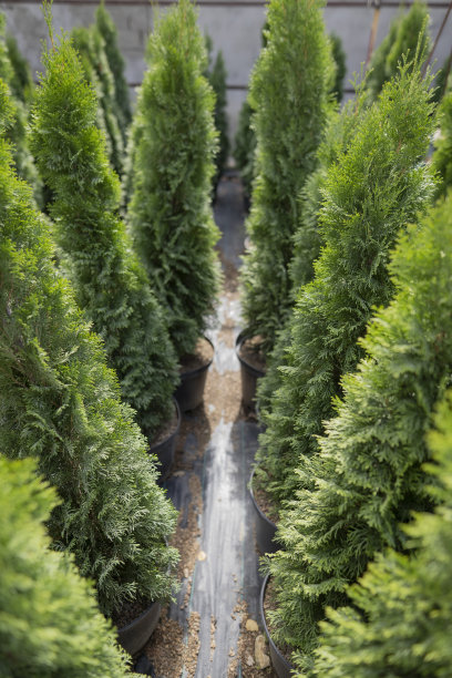 繁花与树林