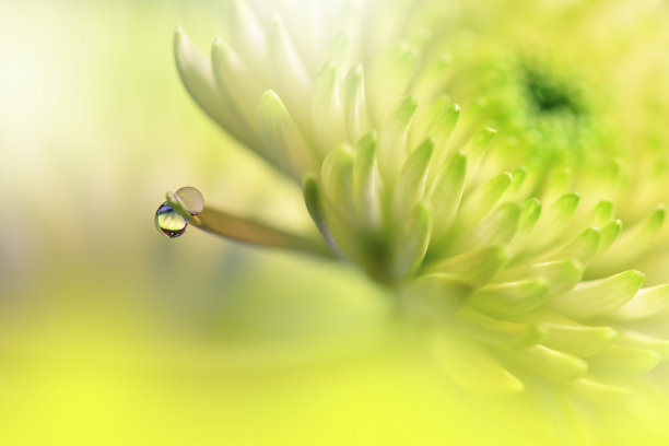 菊花特写背景