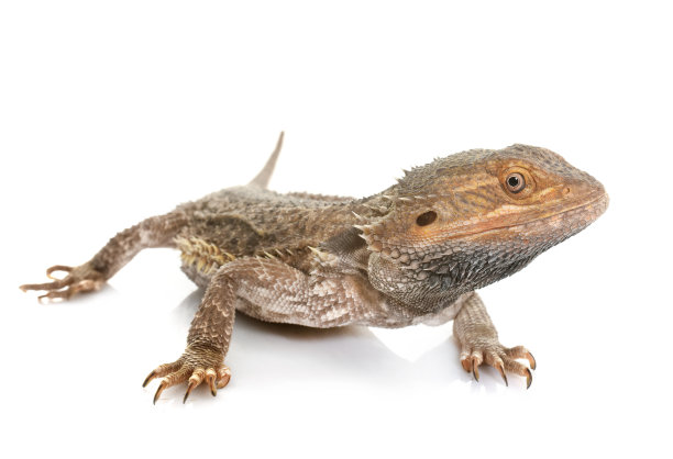 pogona