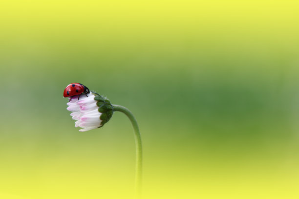 红色小花背景