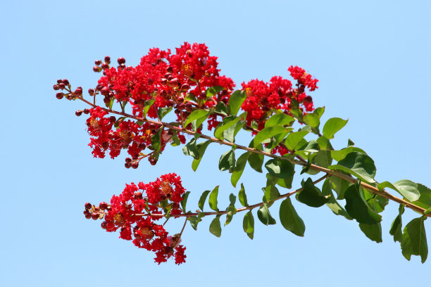 紫薇花树