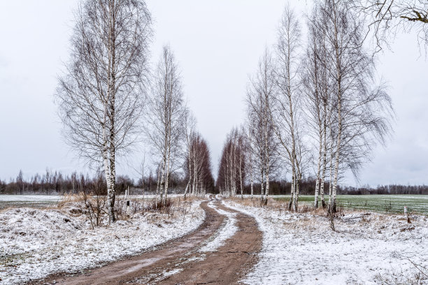 冬季白桦树林白桦树杆雪地