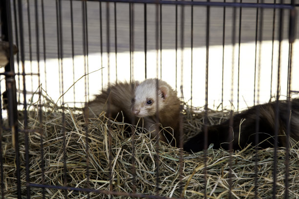 captivity