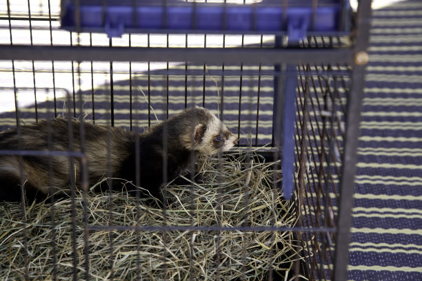 captivity