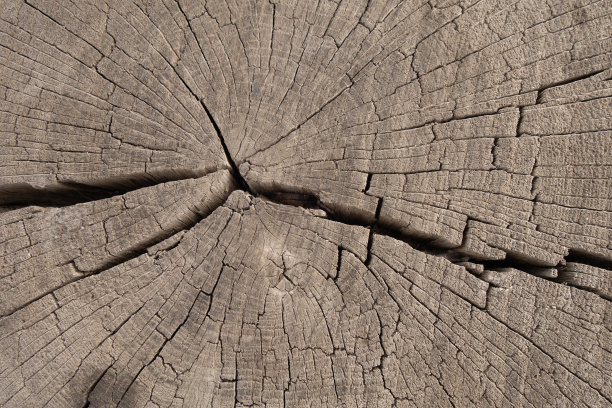 木材切面纹理实木木纹