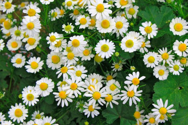 camomiles