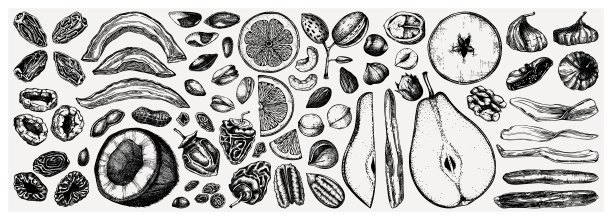 碧根果插画