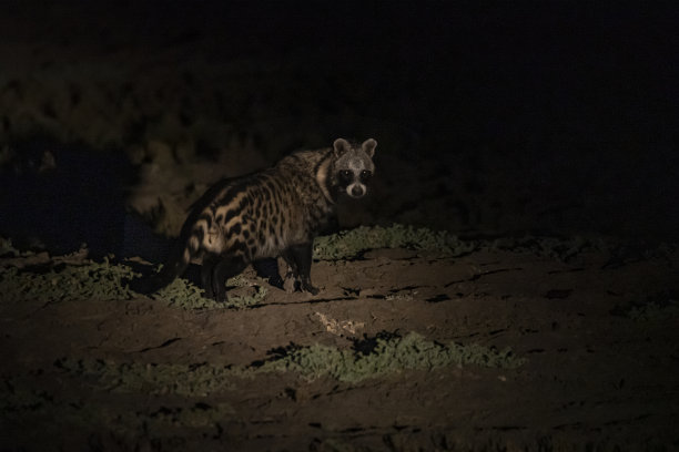 civet