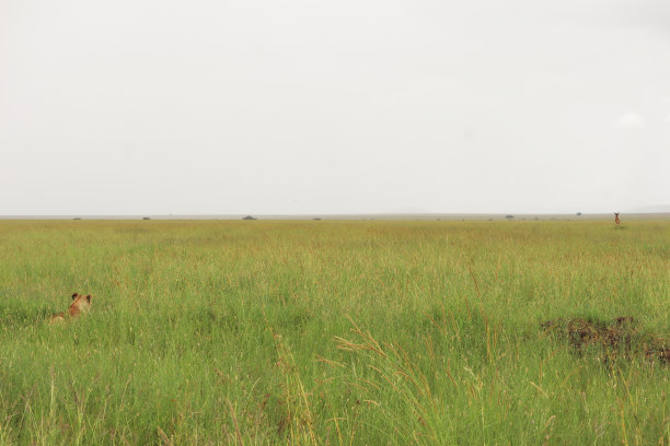 savanna