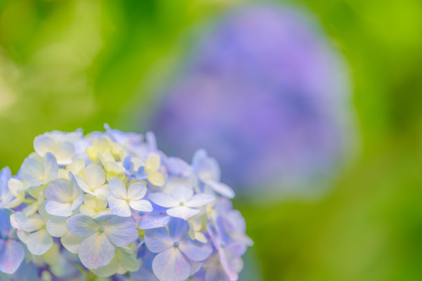 清新绣球花