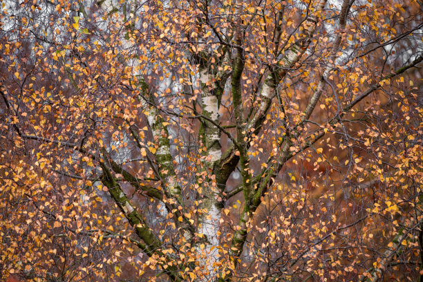 秋天的白桦树