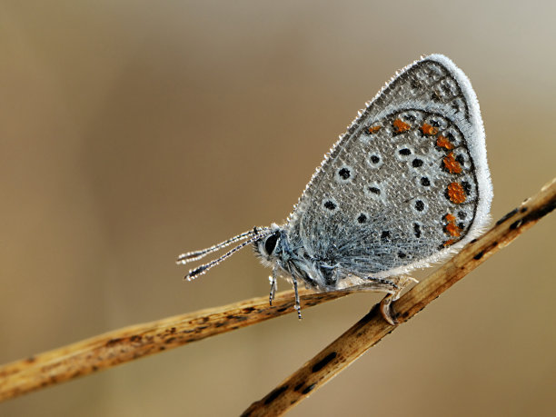 蝴蝶polyommatus伊卡洛斯