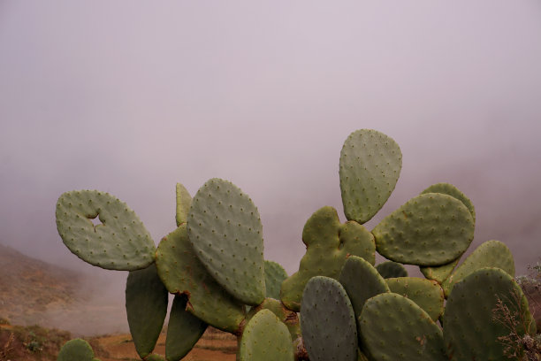 花卉植物仙人球多肉植物