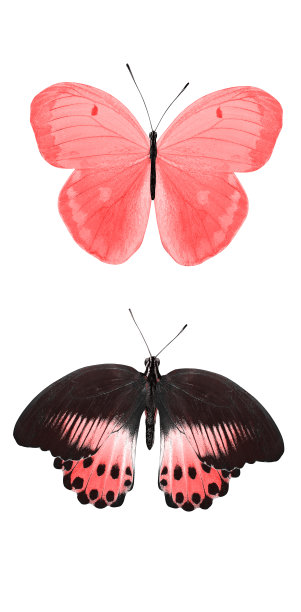 飞舞的两只蝴蝶