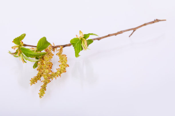 药用花
